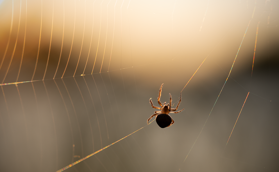 Building Tomorrow’s Web Today: The Future of Web Development