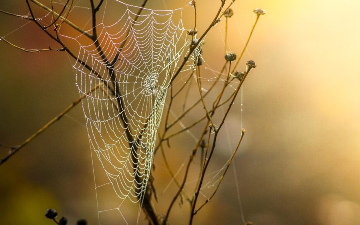  Web Hosting