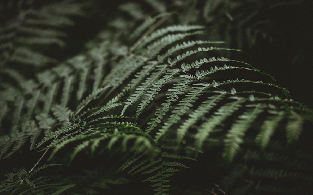  Green Hosting