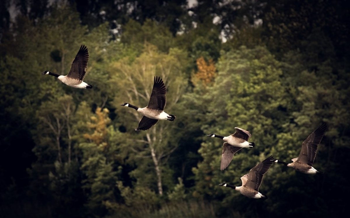  Hosting Migration