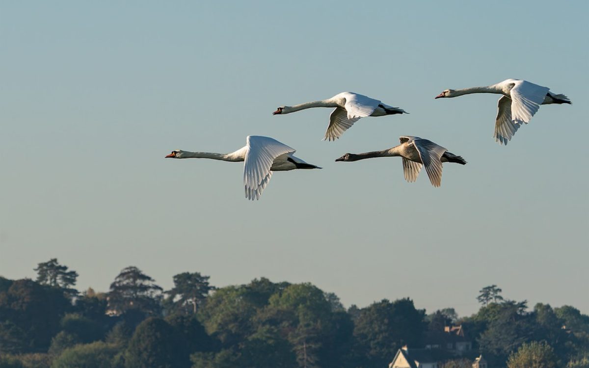  Hosting Migration